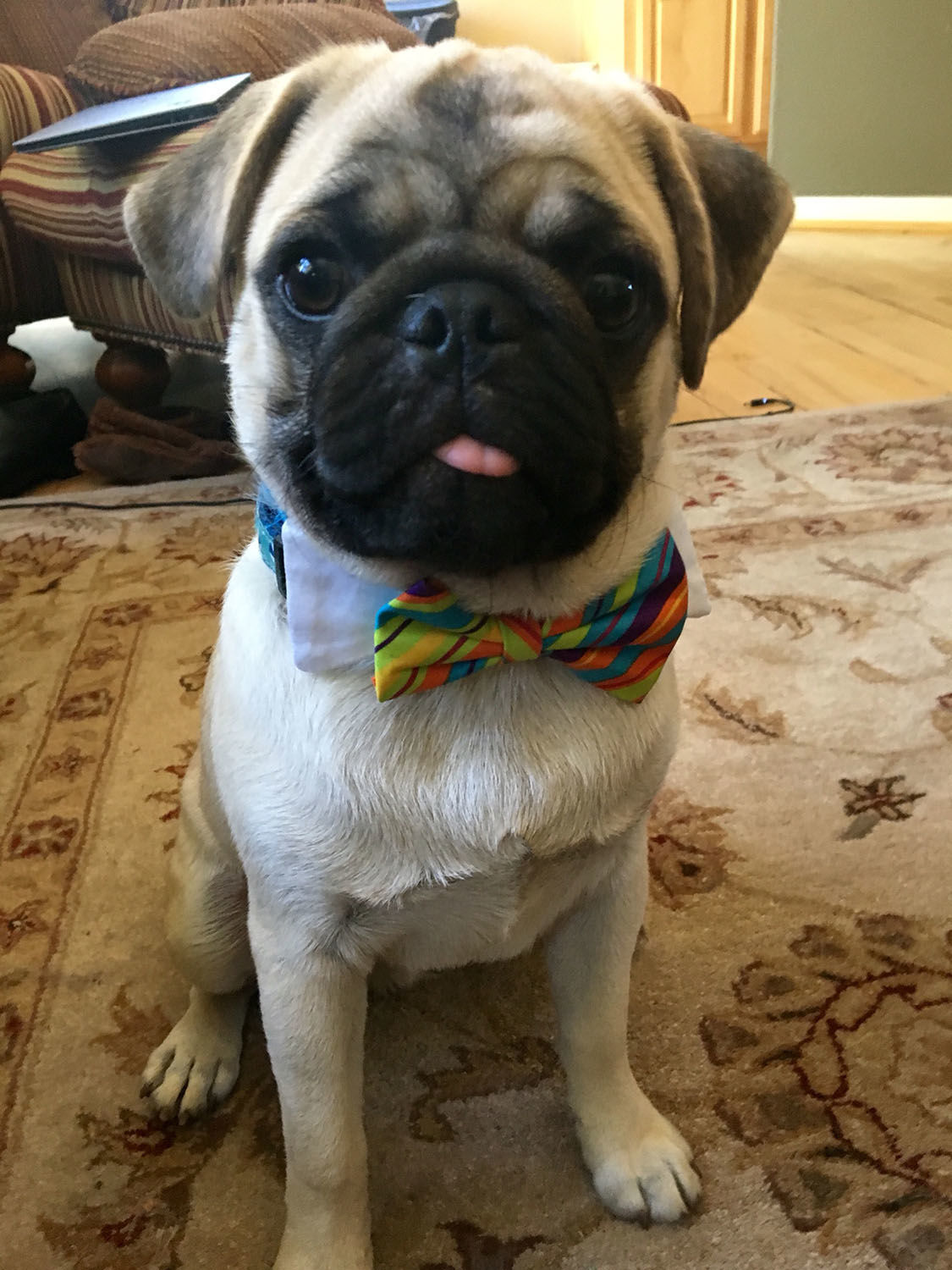 Pic of the Litter: Murphy